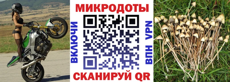 блэк спрут онион  как найти закладки  Болохово  Псилоцибиновые грибы Psilocybine cubensis 
